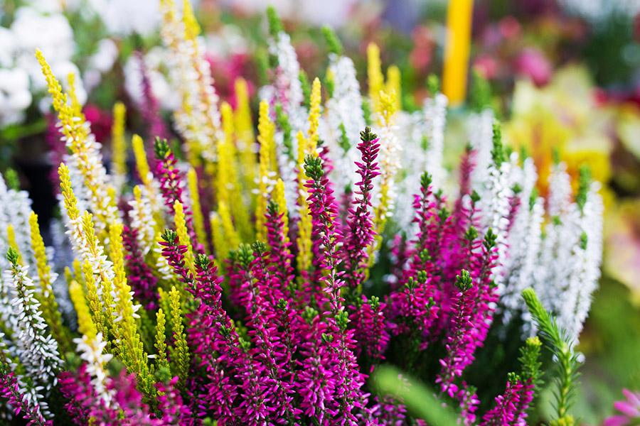 Blumen der Gärtnerei Haug
