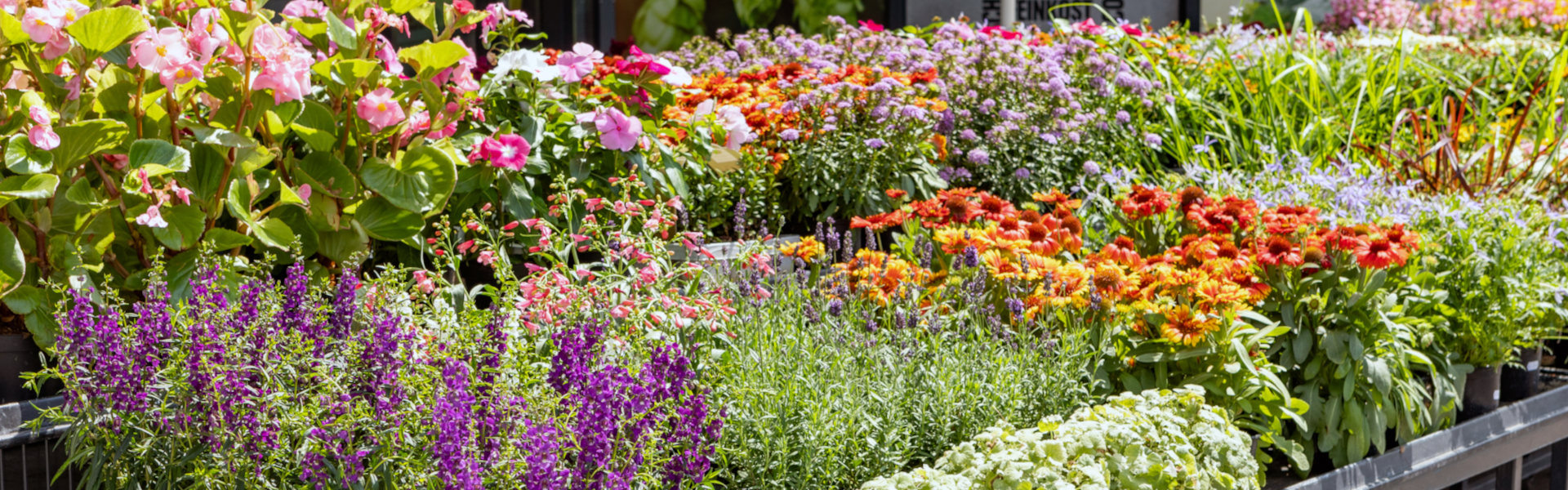Blumen